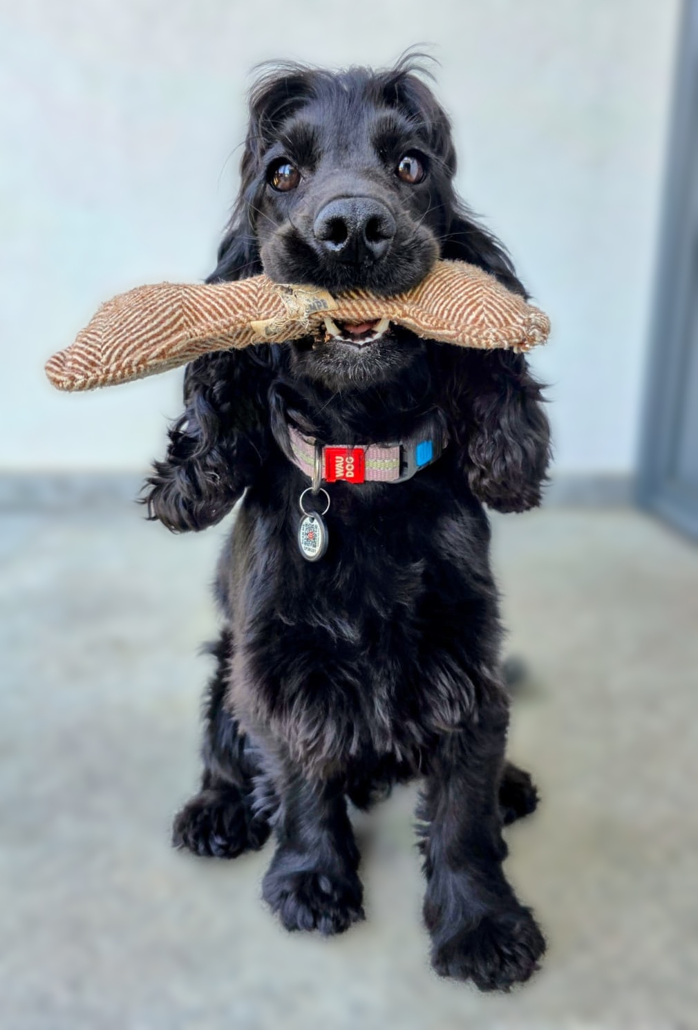 Luna, a black cocker spaniel in a bee costume — Indigo Labs’ Chief Happiness Officer